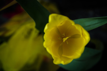 Tulip yellow