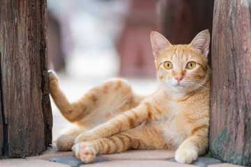 Close-up of ginger tabby cat sitting on the floor and looking at the camera.