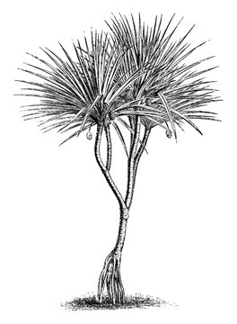 Pandanus, Utilis, screw, pine, leaves, stem vintage illustration.