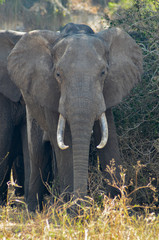 Head-on view of a strong African elephant in Tarangire National Park in Tanzania, African