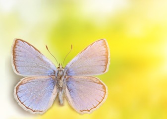 Cute  butterfly animal on background