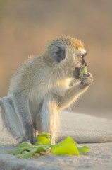 A monkey munches on fruit and stares into the sunset in Tarangire National Park, Tanzania , Africa; vertical image