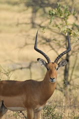 Naklejka na ściany i meble Close-up of a male impala with large horns staring at the camera in Tarangire National Park in Tanzania, Africa