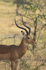 Naklejka na ściany i meble Close-up profile of an adult impala with curvy horns in Tarangire National Park, Tanzania, Africa; vertical image