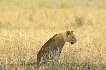 A lioness keeps watch in the savanna of Serengeti National Park in Tanzania, Africa