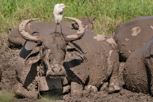 White cattle egret (bird) stands on the mud buffalo's head looking for insect, Thailand.