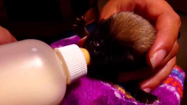 Little Pug being fed