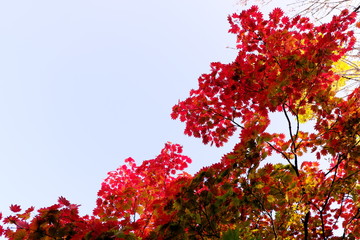 紅葉