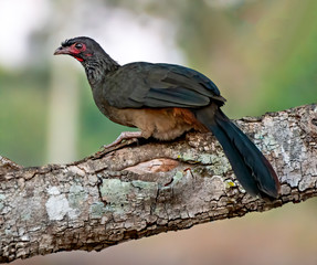 Chaco Chachalaca