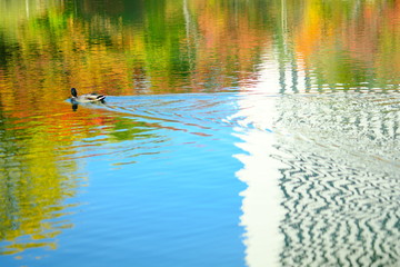 Obraz na płótnie Canvas 池と鴨