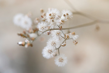 Grass flowers background