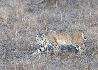 Bobcat hunting in Point Reyes National Seashore