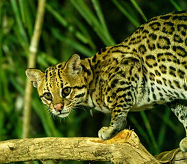 Ocelot Stare