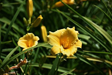 Daylily flowers in the park. Daylily is a flowering plant in the genus Hemerocallis, family: Asphodelaceae.