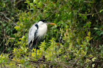 Fototapeta premium Standing Heron