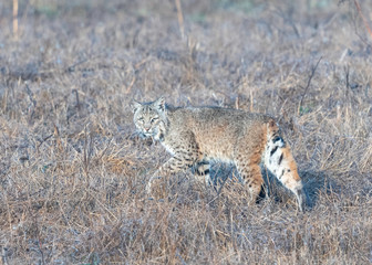 Bobcat hunting in Point Reyes National Seashore