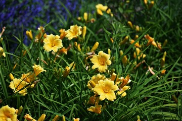 Daylily flowers in the park. Daylily is a flowering plant in the genus Hemerocallis, family: Asphodelaceae.