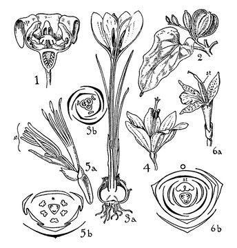 Taccaceae, Dioscoreaceae, Iridaceae, Musaceae, and Zingiberaceae Orders vintage illustration.