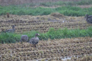 White-fronted geese in Izunuma, Miyagi prefecture, Japan