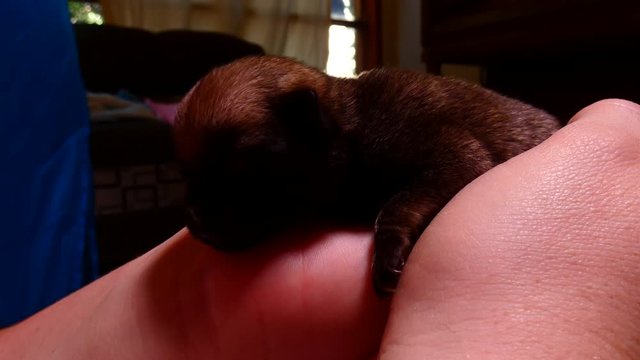 Little Pug being fed