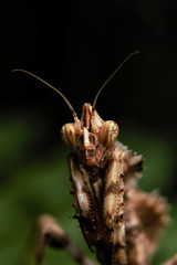 Blepharopsis mendica, Gottesanbeterin Portrait