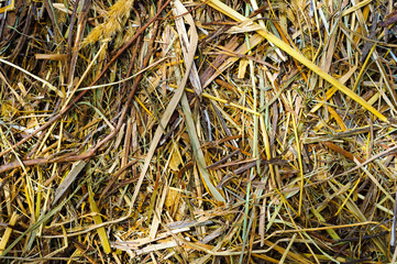 The texture of hay closeup, shallow depth of field. Feed for livestock and building materials.