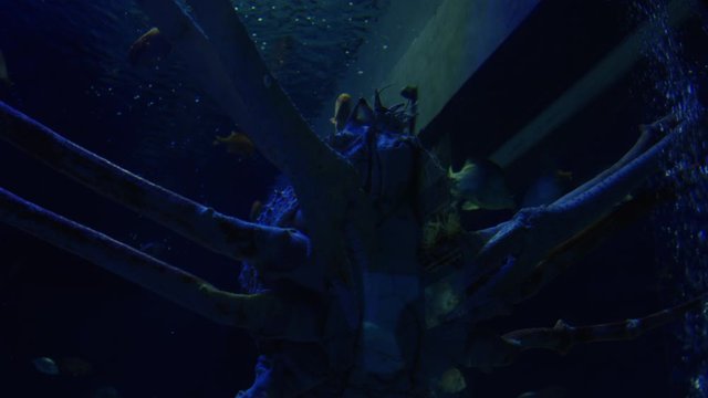 Strange Looking Crab Clinging to Wall in Aquarium Static Shot