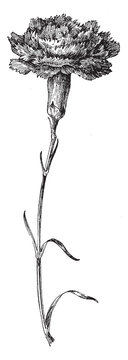 carnation flower black and white drawing clip art preview