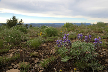 Obraz premium purple wildflowers on a mountain top