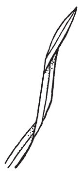 Flexuous vintage illustration.