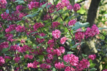The flowering currant, redflower currant, or red-flowering currant, is a North American species of flowering plant in the family Grossulariaceae.