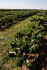 Coffee tree blossom with white color flowers in Brazil