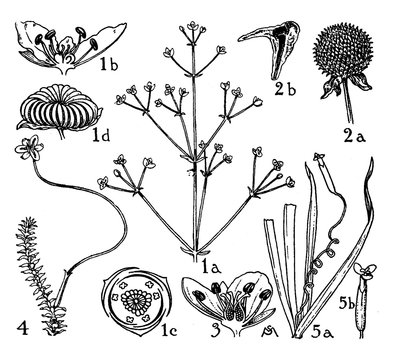 Alismaceae, Butomaceae, and Hydrocharitaceae Orders vintage illustration.