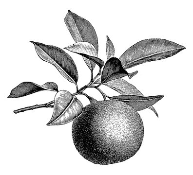 Fruiting Branch of Orange vintage illustration.
