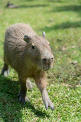 Little chigüiro walking in free space of a park Colombia.