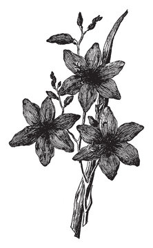 Crocosmia Aurea Imperialis vintage illustration.