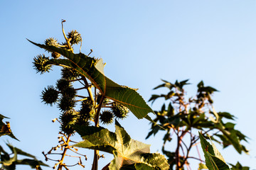 Castor beans plant on field in Brazil