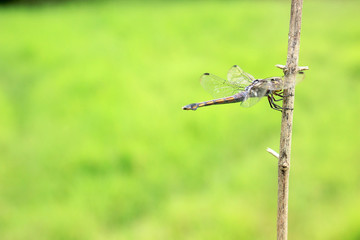 Transparent winged dragonfly is perched on a branch in the open.