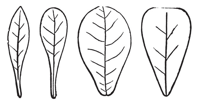 Feathered-veined leaves vintage illustration.