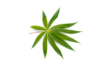 Manihot esculenta, Cassava Root, Tapioca leaf isolated on white.