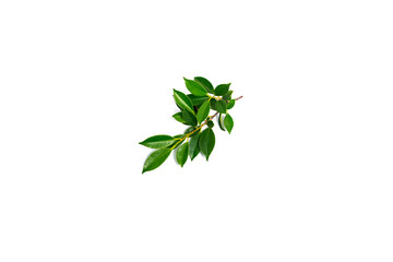 Green shrub of Banyan tree or Ficus annulata Leaf isolated on white background.