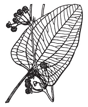 Echinodorus vintage illustration.