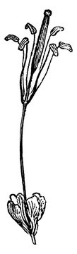 Gynandropsis vintage illustration.