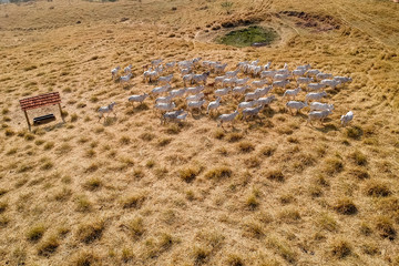 aerial view of herd nelore cattel on dry pasture in Brazil