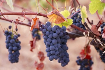 red wine grapes on the vine