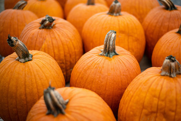 Orange Fall Pumpkins