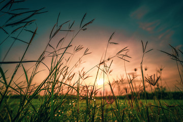 Obraz premium Bokeh drops of dew on the top of the grass against the morning sun With a rice field as a backdrop.soft focus.