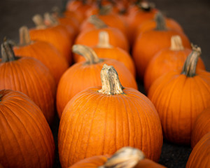 Rows of Fall Pumpkins