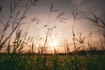 Bokeh drops of dew on the top of the grass against the morning sun With a rice field as a backdrop.soft focus.