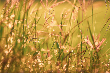 Bokeh drops of dew on the top of the grass against the morning sun With a rice field as a backdrop